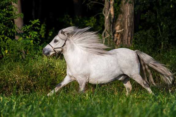 🐴 Speciální požadavky koní
